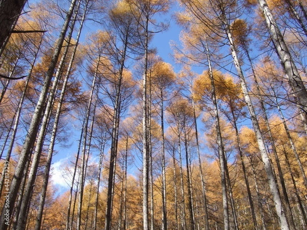Fototapeta 紅葉と林
