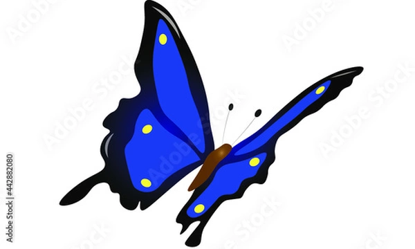 Fototapeta blue butterfly with dots flying in sky