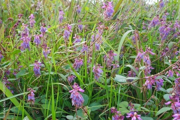 Obraz Desmodium flower is commonly named ticktrefoil, tick clover, hitch hikers or beggar.