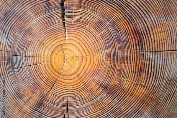 Fototapeta Closeup macro view of end cut wood tree section with cracks and annual rings. Natural organic texture with cracked and rough surface. Flat wooden surface with annual rings