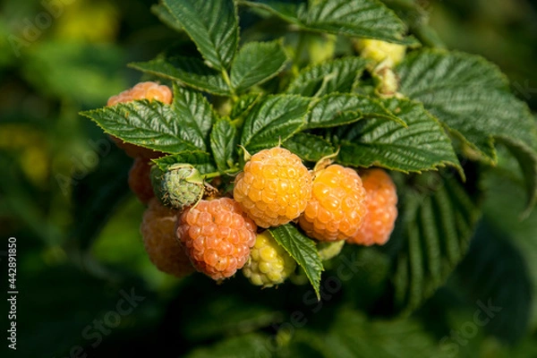 Obraz Rubus idaeus 'Fallgold'