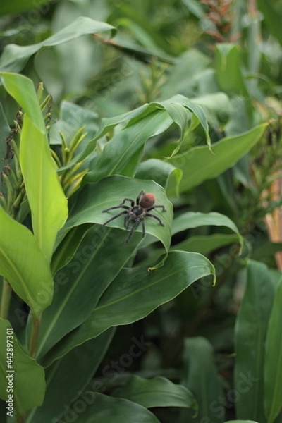 Obraz Riesenspinne auf einem Blatt