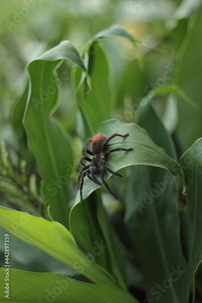 Obraz Riesenspinne auf einem Blatt
