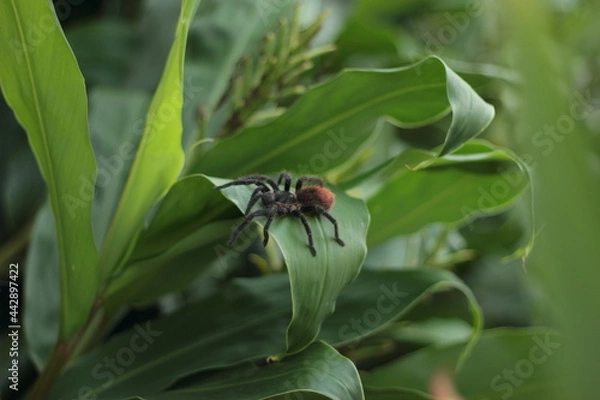 Obraz Riesenspinne auf einem Blatt