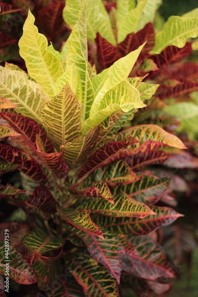 Obraz Strauch Blätter