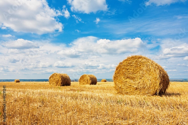 Fototapeta Hay bales on the field