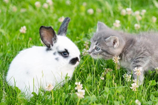 Fototapeta cute brown kitten and funny white bunny on a background of green grass and clovers in the afternoon in summer. High quality photo