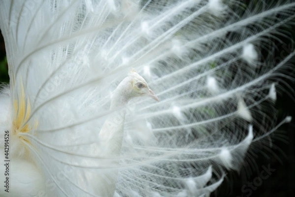 Fototapeta 白孔雀