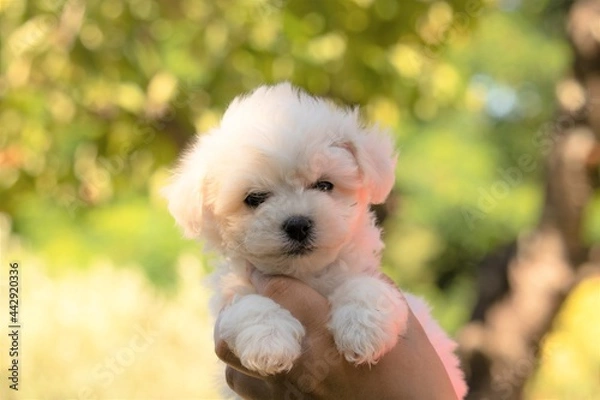 Fototapeta chiot bichon frisé
