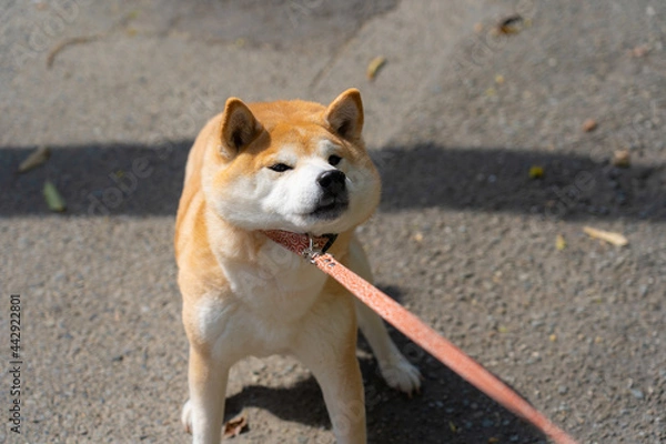 Obraz 散歩いやいや柴犬