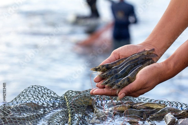 Obraz Pacific White shrimps