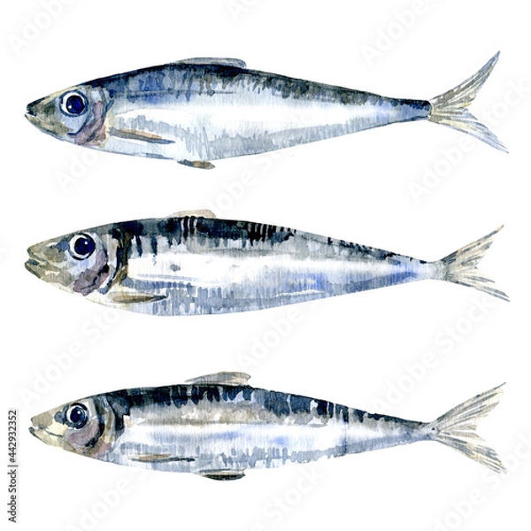 Obraz Watercolor set of sardines