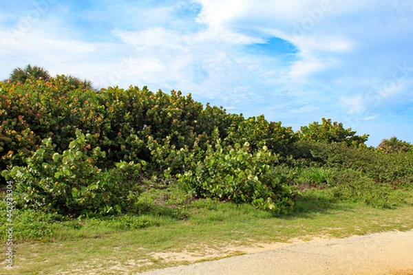 Fototapeta Beach vegetation