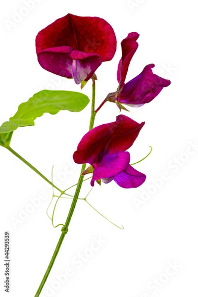 Obraz Groszek pachnący