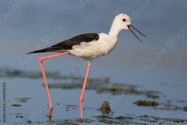 Fototapeta black-winged stilt