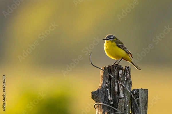 Fototapeta Schafstelze sitzend 
