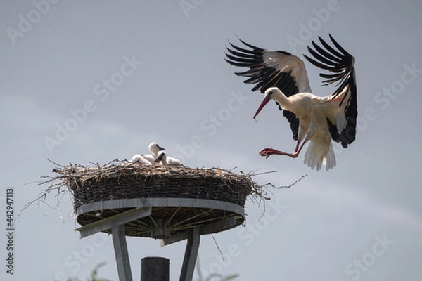 Fototapeta Storch landet am Horst um den Nachwuchs zu versorgen