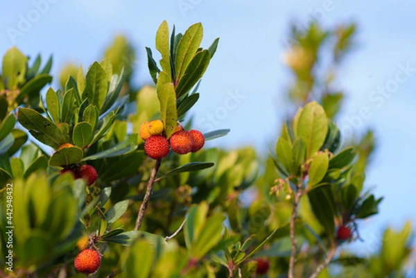 Obraz Strawberry tree with blu sky in the background