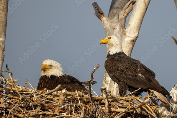 Obraz American Bald Eagle