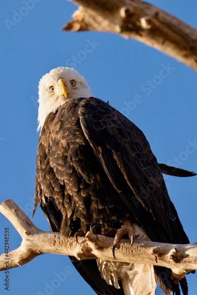 Obraz American Bald Eagle
