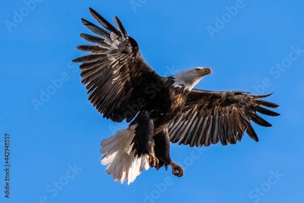 Obraz American Bald Eagle