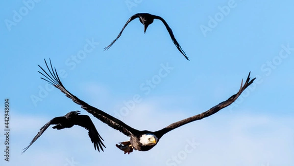 Obraz American Bald Eagle