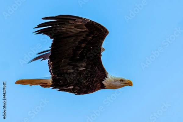 Obraz American Bald Eagle