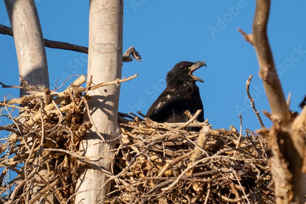 Obraz American Bald Eagle eaglet