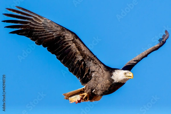 Obraz American Bald Eagle