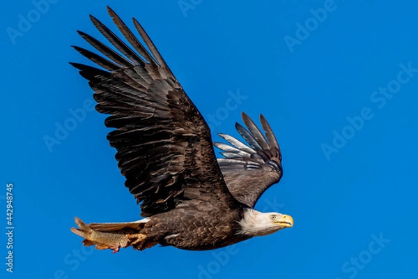 Obraz American Bald Eagle