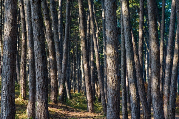Obraz Deep pine tree forest with sun spots on the trees 