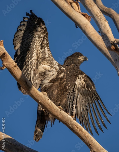 Obraz American Bald Eagle eaglet
