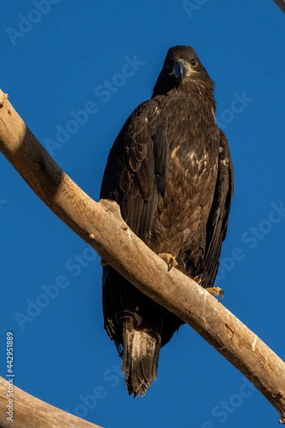 Obraz American Bald Eagle eaglet on branch