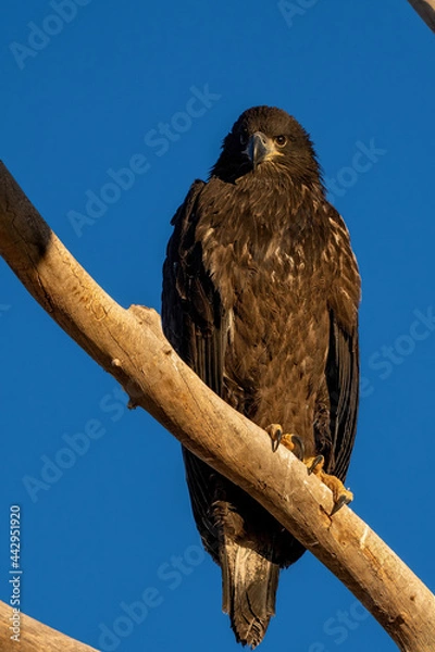 Obraz American Bald Eagle eaglet on branch