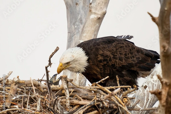 Fototapeta American Bald Eagle eaglet
