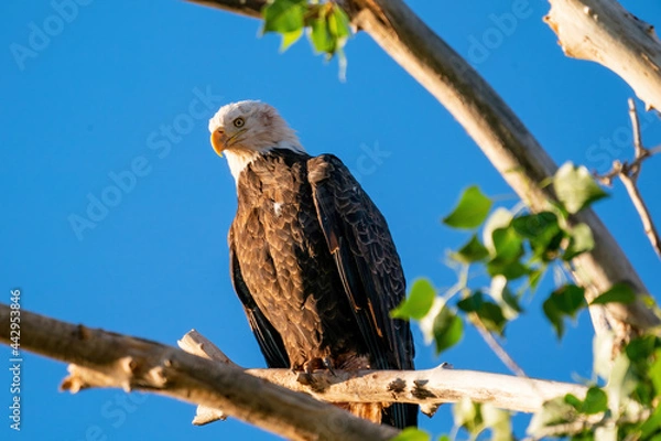 Obraz American Bald Eagle perched on branch