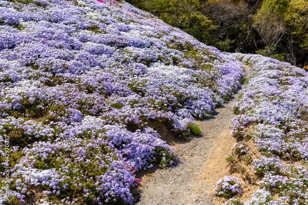 Fototapeta 香川県は芝桜富士の芝桜