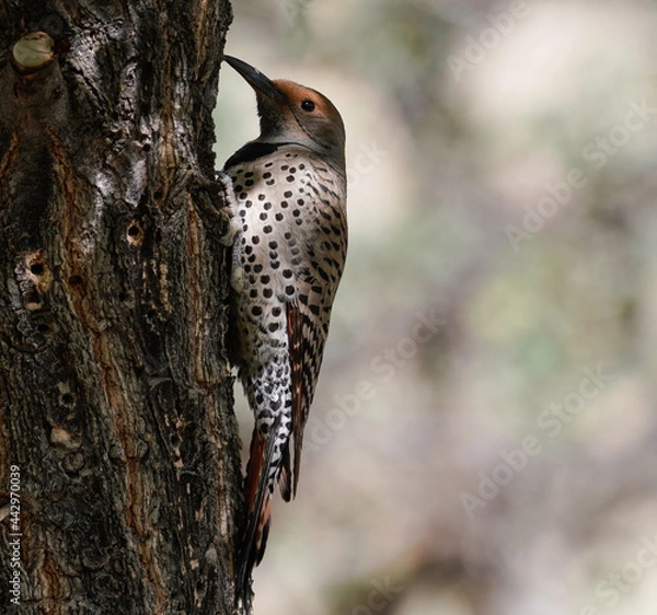 Obraz A Northern Flicker sitting on the side of a tree getting ready to do what comes natural. Version 2