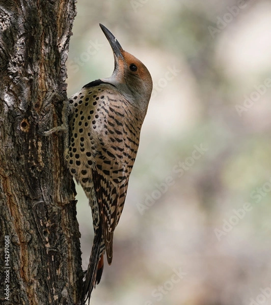 Obraz A Northern Flicker sitting on the side of a tree getting ready to do what comes natural. Version 1