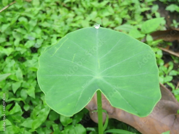 Obraz waterdrop on leaf