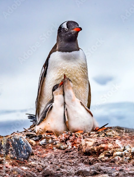 Fototapeta Gentoo Penguin family and chicks Yankee Harbor Greenwich Island Antarctica.