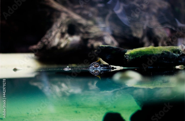 Obraz Krokodil im Wasser 