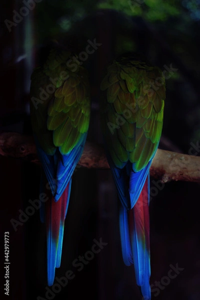 Obraz Papageien Paar