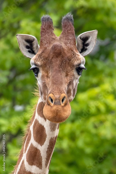 Fototapeta A giraffe head portrait, wildlife (Giraffa reticulata)