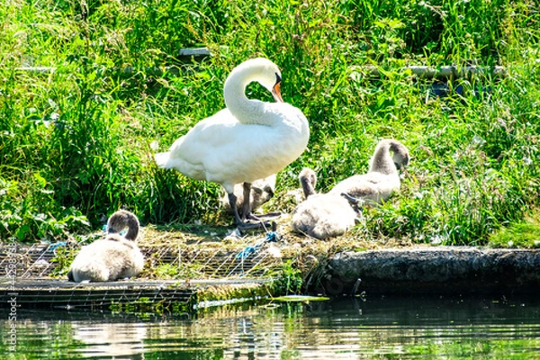 Obraz White swan and her cygnets on the river bank of the Gloucester Sharpness Canal, Gloucestershire