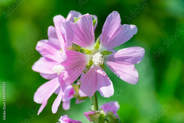 Fototapeta Mallow wild flower on a background of greenery.