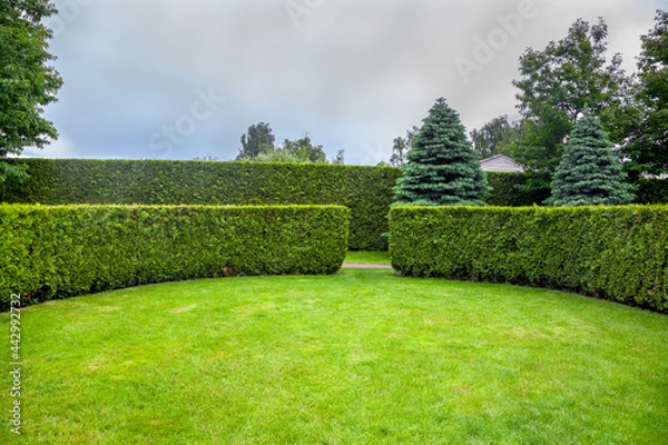 Fototapeta curved thuja hedge in a garden with trees and fir trees and a green lawn spring backyard landscape, nobody.