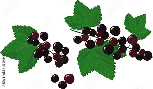 Obraz Illustration with black currant, cassis with green leaves
