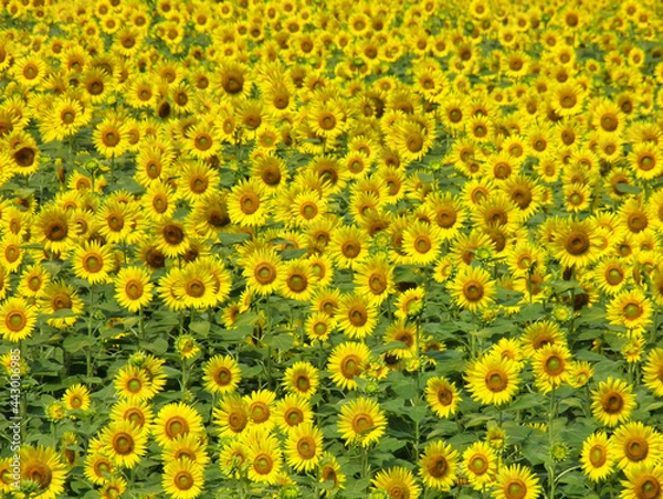 Fototapeta ヒマワリ　向日葵