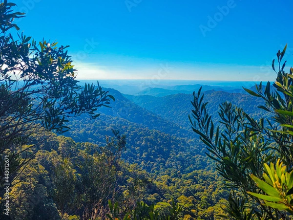 Obraz Canyon view at Springbrook National Park
